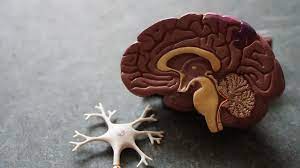 Misteri Alzheimer Riset dan Terapi Baru Penyakit Otak